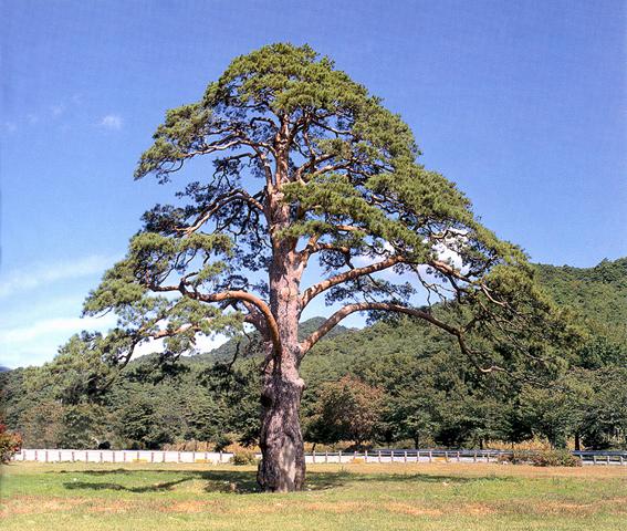 교목(校木) - 소나무